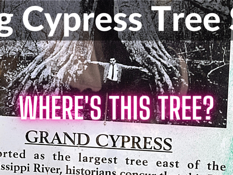 Big Cypress Tree State Park – Greenfield, TN
