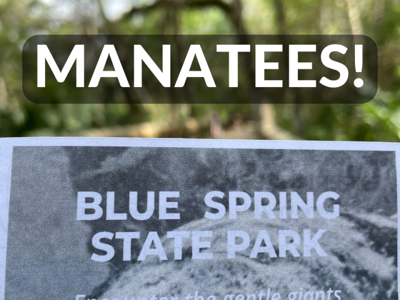Manatees at Blue Spring State Park – Orange City, Florida