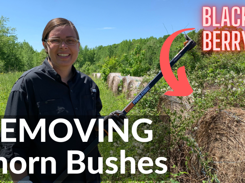 Removing Thorn Bushes (AKA Blackberry or Brier/Briar Bushes) Without Chemicals