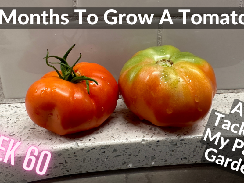 15 Months To Grow A Tomato?!? – AKA Tackling My Patio Garden (DeanoFarms – Week 60)