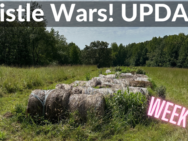 Thistle Wars Update (DeanoFarms: Week 67)