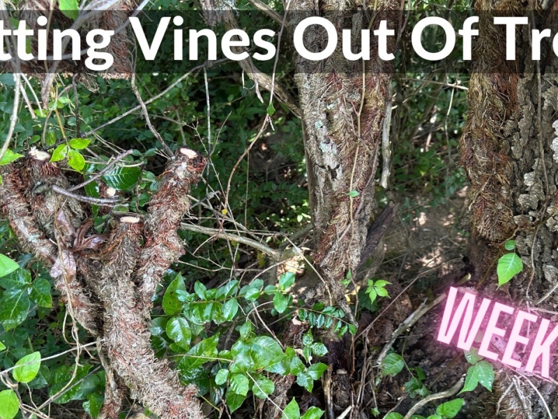 Cutting Vines Out Of Trees (DeanoFarms: Week 69)